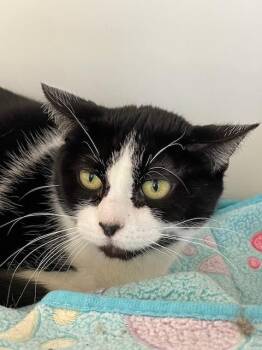 Rescue Domestic Short Hair Cats for Adoption in Hayward, Wisconsin - Dotty | PetCurious