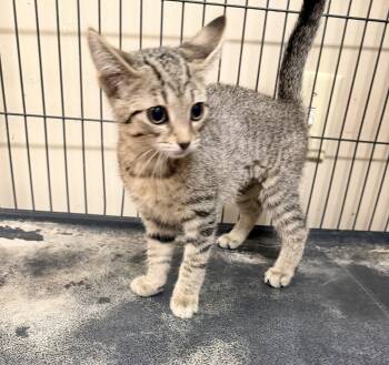 Vivian -  Domestic Short Hair Cat for Adoption in Logan, Ohio - Vivian | PetCurious