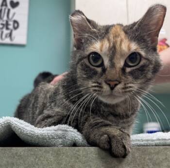 Rescue Domestic Short Hair Cats for Adoption in Willmar, Minnesota - Fondue | PetCurious