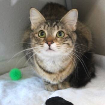 Domestic Medium Hair Cats Available for Adoption - Rihanna | PetCurious