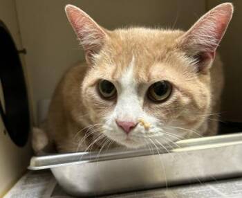 Sophia -  Domestic Short Hair Cat Available for Adoption in Fairfax, Virginia - Sophia | PetCurious