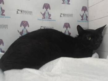 HECATE -  Domestic Short Hair Cat for Adoption in Orlando, Florida - HECATE | PetCurious