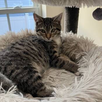 Rescue Domestic Short Hair Cats for Adoption in Lyndhurst, Virginia - Asteroid | PetCurious