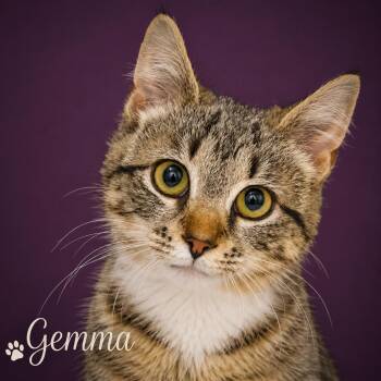 Gemma (FCID# 06/04/2026 - 4 Brandywine PS) -  Tabby Cat for Adoption in Greenville, Delaware - Gemma (FCID# 06/04/2026 - 4 Brandywine PS) | PetCurious