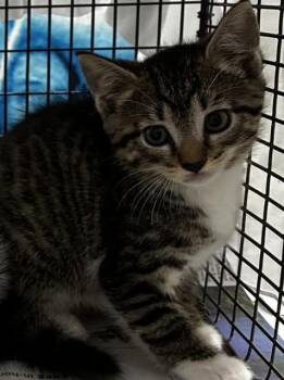 NAYA -  Domestic Short Hair Cat for Adoption in Fort Lauderdale, Florida - NAYA | PetCurious