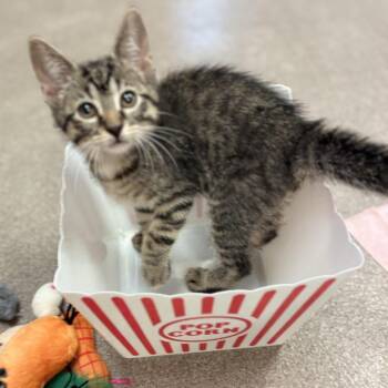 Spartan -  Domestic Short Hair Cat for Adoption in South Elgin, Illinois - Spartan | PetCurious