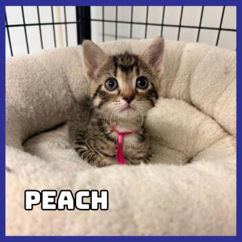 Peach -  Domestic Short Hair Cat for Adoption in Glenwood, Minnesota - Peach | PetCurious