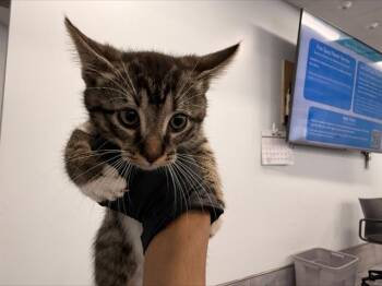 Domestic Short Hair Cats Available for Adoption in Charlotte, North Carolina - CLOVE | PetCurious