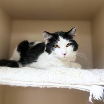 Domestic Medium Hair Cats Available for Adoption in Quincy, Illinois - Dice | PetCurious