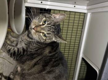 Domestic Short Hair Cats Available for Adoption - Ash | PetCurious