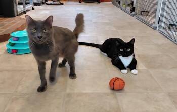 Wolfie and Jenson -  Domestic Short Hair and Domestic Medium Hair Cat for Adoption in Littleton, New Hampshire - Wolfie And Jenson | PetCurious