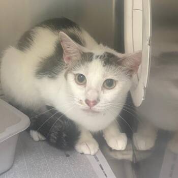 Mom -  Domestic Short Hair Cat for Adoption in Winston-salem, North Carolina - Mom | PetCurious