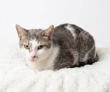 Haymitch -  Domestic Short Hair and American Shorthair Cat for Adoption in Bedford, Indiana - Haymitch | PetCurious