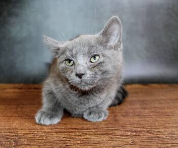 Teddy Bear -  Domestic Short Hair and Siamese Cat for Adoption in Lee