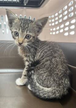 HAZY -  Domestic Short Hair Cat for Adoption in Palmetto, Florida - HAZY | PetCurious