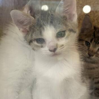 Domestic Short Hair Cats Available for Adoption in Philadelphia, Pennsylvania - Poopsy | PetCurious
