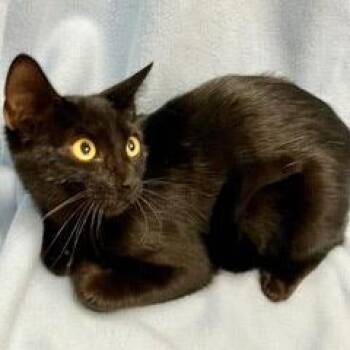 Crabgrass -  Domestic Short Hair Cat for Adoption in Green Valley, Arizona - Crabgrass | PetCurious