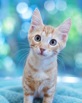 Pumpkin -  Domestic Short Hair and Tabby Cat for Adoption in San Antonio, Texas - Pumpkin | PetCurious