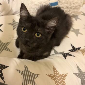 Romy -  Domestic Medium Hair Cat Available for Adoption in Springfield, Oregon - Romy | PetCurious