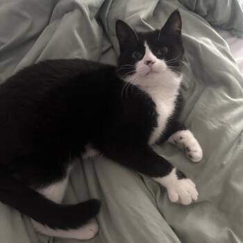 Domestic Short Hair Cats Available for Adoption in Harrisonburg, Virginia - Boots | PetCurious