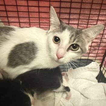 Colonia -  Domestic Short Hair Cat for Adoption in Chicago, Illinois - Colonia | PetCurious