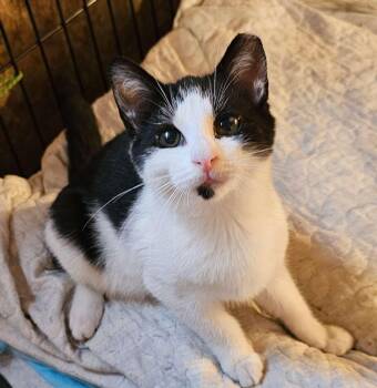 Larry -  Domestic Short Hair Cat for Adoption in Seven Valleys, Pennsylvania - Larry | PetCurious
