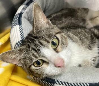 Rescue Domestic Short Hair Cats for Adoption in Fort Walton Beach, Florida - LULU | PetCurious