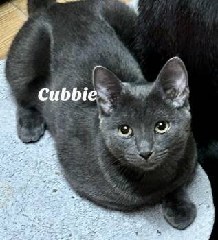 Rescue Domestic Short Hair Cats for Adoption in Owasso, Oklahoma - Cubbie | PetCurious