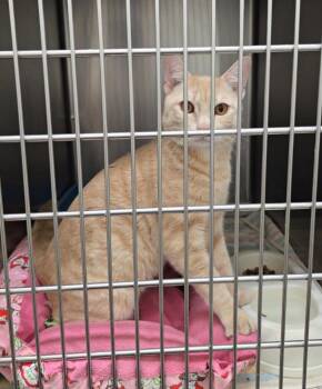 MOONBEAM (cc7250) -  Domestic Short Hair Cat for Adoption in West Orange, New Jersey - MOONBEAM (cc7250) | PetCurious
