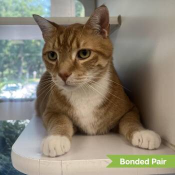 Simba -  Domestic Short Hair Cat for Adoption in Reisterstown, Maryland - Simba | PetCurious