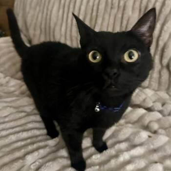 Rescue Domestic Short Hair Cats for Adoption in Montgomery, Alabama - Pluto | PetCurious