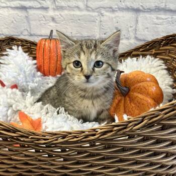 Rescue Domestic Short Hair Cats for Adoption in Harrisonburg, Virginia - Cricket | PetCurious