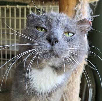 Rescue Russian Blue Cats for Adoption in Knoxville, Tennessee - Parrot | PetCurious