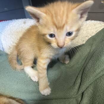 Valeria -  Domestic Short Hair Cat for Adoption in St. Louis, Missouri - Valeria | PetCurious
