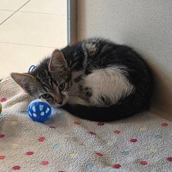 Domestic Short Hair Cats Available for Adoption in West Palm Beach, Florida - Violet | PetCurious