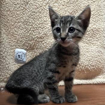 Buford -  Domestic Short Hair Cat for Adoption in Cheyenne, Wyoming - Buford | PetCurious