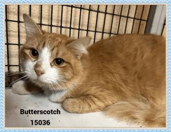Rescue Domestic Short Hair and Tabby Cats for Adoption in Marietta, Georgia - BUTTERSCOTCH | PetCurious