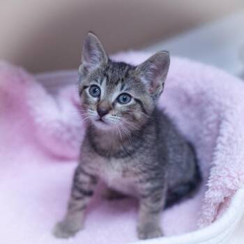 Rescue Domestic Short Hair Cats for Adoption in St. Augustine, Florida - Stryker | PetCurious