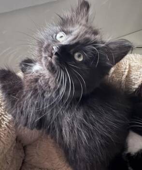Mochi -  Domestic Medium Hair Cat for Adoption in Vaughan, Ontario - Mochi | PetCurious