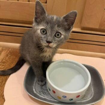 Lantana -  Domestic Short Hair Cat for Adoption in Candler, North Carolina - Lantana | PetCurious