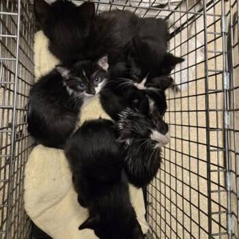 Reef -  Domestic Short Hair Cat for Adoption in Bristol, Indiana - Reef | PetCurious