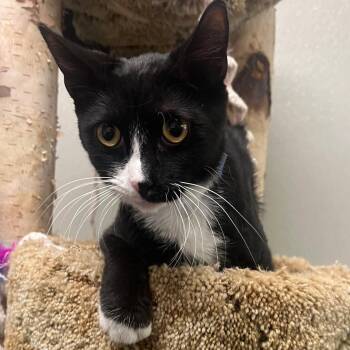 Domestic Short Hair Cats Available for Adoption - Romeo | PetCurious