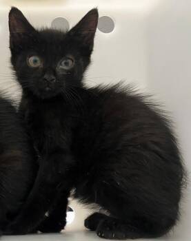 Chicken -  Domestic Short Hair Cat for Adoption - Chicken | PetCurious
