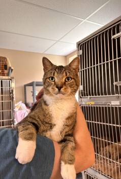 Domestic Short Hair Cats Available for Adoption in Myerstown, Pennsylvania - Sarge(FIV+) | PetCurious