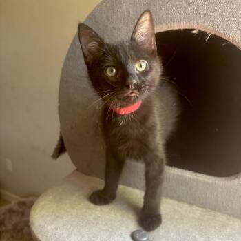 Domestic Short Hair Cats Available for Adoption in Richmond, Virginia - Tea Rose | PetCurious