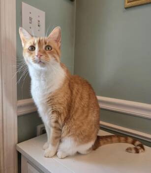 Tabby and Domestic Short Hair Cats Available for Adoption - Davidson | PetCurious