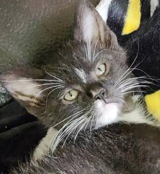 Rescue Domestic Short Hair Cats for Adoption in Webster City, Iowa - Pepe | PetCurious