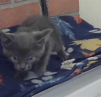 Domestic Short Hair Cats Available for Adoption in Houston, Texas - A2077515 | PetCurious