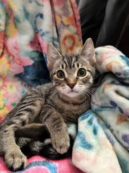 Rescue Domestic Short Hair Cats for Adoption in Calimesa, California - Liam | PetCurious