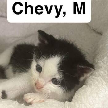 The Cars Kittens - Chevy -  Domestic Short Hair Cat for Adoption in Washington, District Of Columbia - The Cars Kittens - Chevy | PetCurious